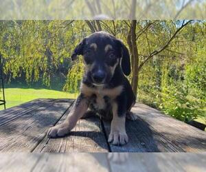 Sheprador Dogs for adoption in Find us on Facebook- MARS of Illinois, Murphysboro, IL, USA