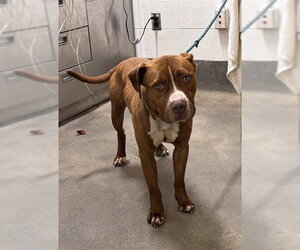 Mutt Dogs for adoption in Forestville, MD, USA