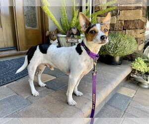 Rat-Cha Dogs for adoption in Santa Clara, CA, USA