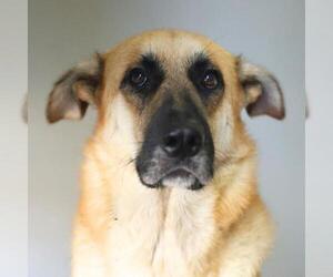 Anatolian Shepherd-Unknown Mix Dogs for adoption in San Antonio, TX, USA