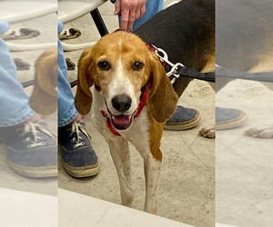 Mutt Dogs for adoption in Fairfax, VA, USA