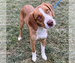 Beagle-Brittany Mix Dogs for adoption in Batavia, OH, USA