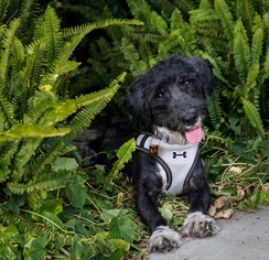 Tibetan Terrier-Unknown Mix Dogs for adoption in Campbell, CA, USA
