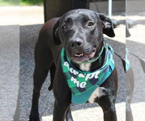Retriever -Unknown Mix Dogs for adoption in Cottage Grove, MN, USA