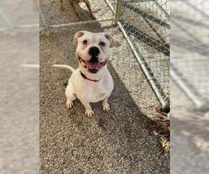 American Bulldog Dogs for adoption in Newport, KY, USA
