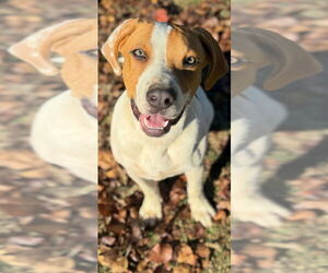 Mutt Dogs for adoption in Conway, AR, USA