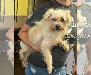 Maltese-Unknown Mix Dogs for adoption in Rockwall, TX, USA