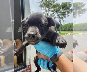 American Staffordshire Terrier-Unknown Mix Dogs for adoption in San Antonio, TX, USA