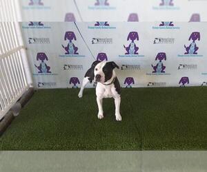 Staffordshire Bull Terrier-Unknown Mix Dogs for adoption in Orlando, FL, USA