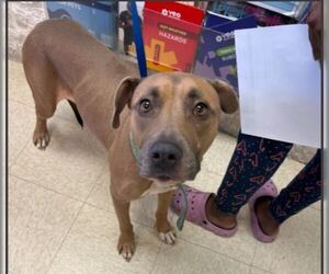 Staffordshire Bull Terrier-Unknown Mix Dogs for adoption in Sugar Land, TX, USA