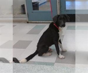 Bearded Collie-Unknown Mix Dogs for adoption in Oklahoma City, OK, USA