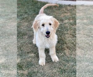 Goldendoodle Dogs for adoption in Sandy, UT, USA