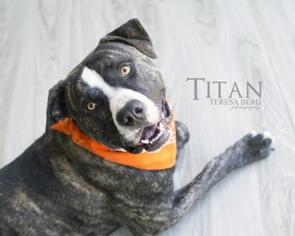 Staffordshire Bull Terrier Dogs for adoption in Atlanta, GA, USA