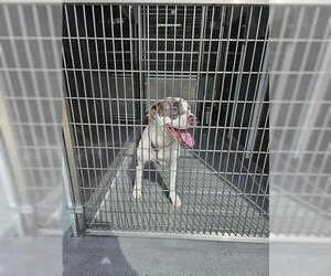 American Pit Bull Terrier-Unknown Mix Dogs for adoption in Norfolk, VA, USA