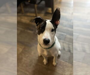 Mutt Dogs for adoption in Royse City, TX, USA