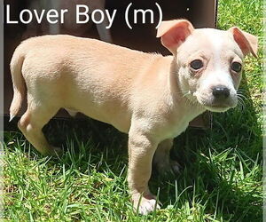 Mutt Dogs for adoption in San Bernardino, CA, USA