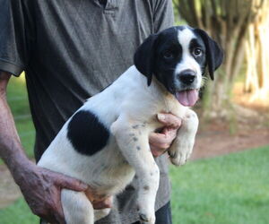 Spaniel-Unknown Mix Dogs for adoption in Milner, GA, USA