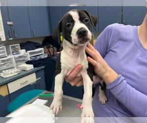 American Pit Bull Terrier Dogs for adoption in Tulsa, OK, USA