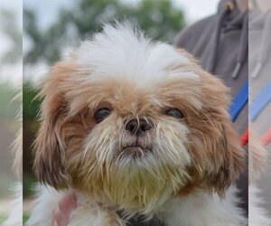 Shih Tzu Dogs for adoption in Huntley, IL, USA