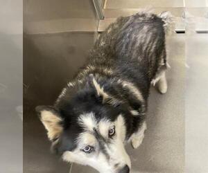 Siberian Husky Dogs for adoption in Modesto, CA, USA