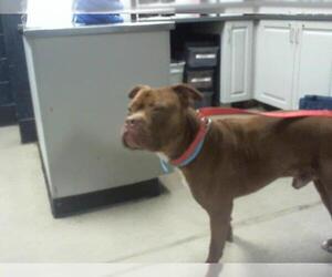 Dogue de Bordeaux Dogs for adoption in Charlotte, NC, USA