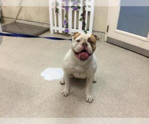 Bulldog Dogs for adoption in Riverside, CA, USA
