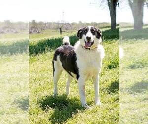 Border Collie Dogs for adoption in Mexia, TX, USA