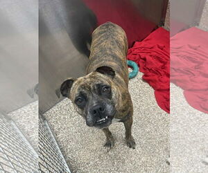 Boxer-Unknown Mix Dogs for adoption in Martinsburg, WV, USA