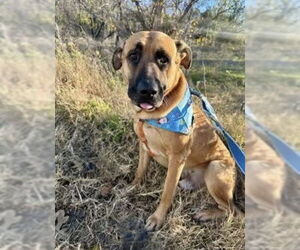 Mutt Dogs for adoption in Royse City, TX, USA