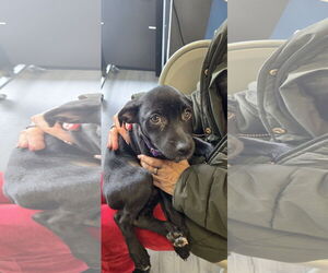 Mutt Dogs for adoption in NYC, NY, USA