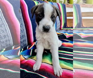 Border Collie-Great Pyrenees Mix Dogs for adoption in Marina Del Rey, CA, USA