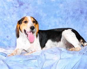 Medium Photo #1 Beagle Puppy For Sale in Cary, NC, USA