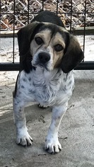 Beagle Dogs for adoption in Albemarle, NC, USA