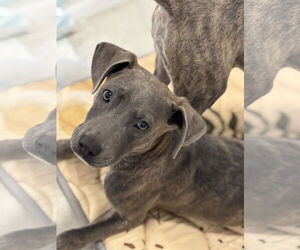 American Staffordshire Terrier-Whippet Mix Dogs for adoption in Sanford, FL, USA