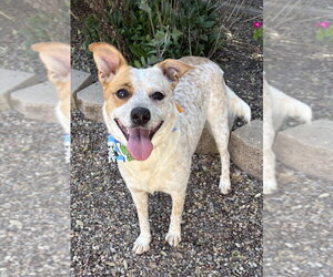 Labrador Retriever-Unknown Mix Dogs for adoption in San Diego, CA, USA