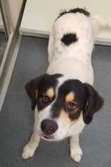 Border Collie Dogs for adoption in Glen Allen, VA, USA