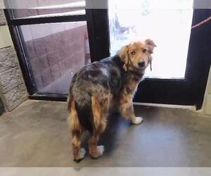 Mutt Dogs for adoption in Tulsa, OK, USA
