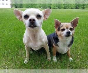 Chihuahua Dogs for adoption in Park Falls, WI, USA