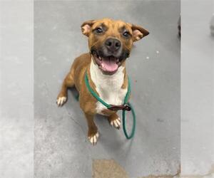 Mutt Dogs for adoption in Peoria, IL, USA