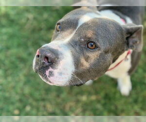 American Bulldog Dogs for adoption in Tulsa, OK, USA