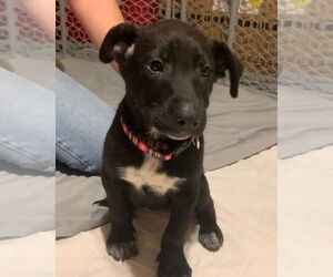 Huskies -Labrador Retriever Mix Dogs for adoption in Alexander, AR, USA