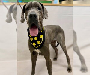 Great Dane Dogs for adoption in Sanford, FL, USA