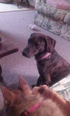 Small Plott Hound Mix