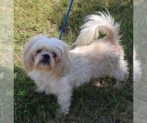 Shih Tzu Dogs for adoption in Bandera, TX, USA
