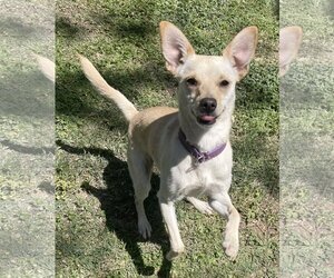 Jack Chi Dogs for adoption in Phoenix , AZ, USA