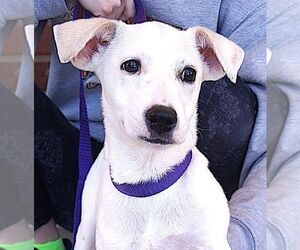 Labrador Retriever-Unknown Mix Dogs for adoption in Carrollton, TX, USA