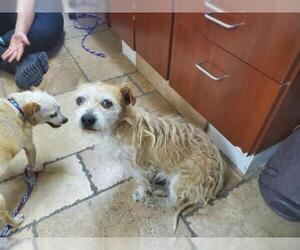 Norfolk Terrier Dogs for adoption in Camarillo, CA, USA