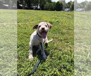 Mutt Dogs for adoption in Garden City, NY, USA