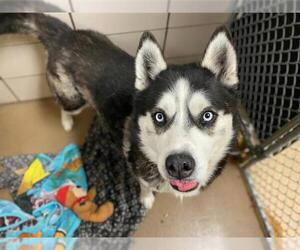 Siberian Husky Dogs for adoption in Fort Wayne, IN, USA