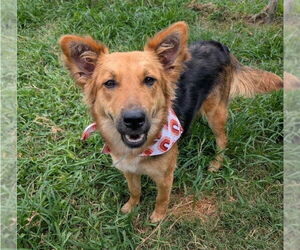 Collie-German Shepherd Dog Mix Dogs for adoption in Lakewood, CO, USA